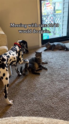 Daily Life of Cats and Dogs: A Funny Look
