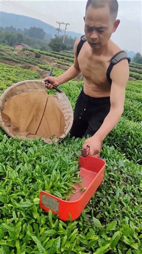 Farewell to Hand-picking! This Machine is Harvesting Farmers' Sweat.