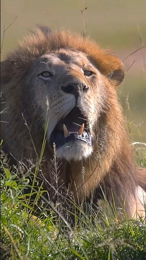 Lion Roaring 🔥🔥🔥#safari #shortvideo #shorfeed #viral #wildlife