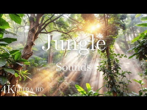 1 Hour of Jungle Sounds in 4K UHD | Sleep & Relaxation | Tropical Nature Ambience