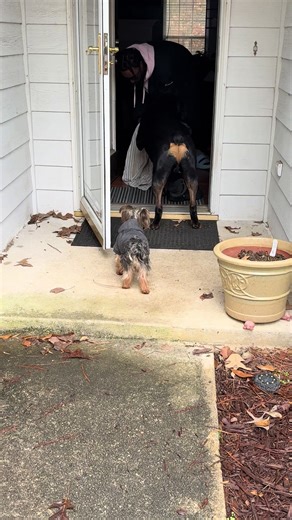No wet paws 🐾 in this house. #dogs #rottweiler #yorkie #pets