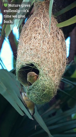 Nature’s Architect: Designing Homes in the Sky 🏗️🌿 #weavers #birdnest #nestbuilding The Baya Weaver is more than a bird—it's an architect in the wild! 🐦 Each nest is expertly suspended, with chambers and vents that keep it safe and cool. Built without plans, just instinct and incredible talent. 🌬️🪺 #BayaWeaver #AvianArchitect #NestBuilder #NatureDesign #BirdGenius #WildlifeWonders | Go Green Forlife