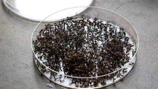 Saltwater mosquitoes active along the coast, still waiting on freshwater variety