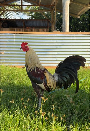 El Jahprox on TikTok