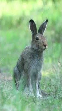The Secret Life of the Mountain Hare | Nature’s Winter Survivor