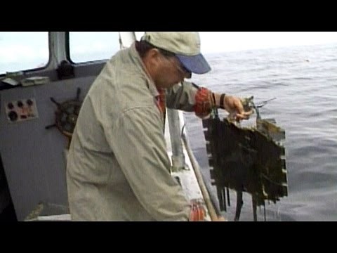 Sept. 2, 1998: Swissair Flight 111 crash kills 229 people