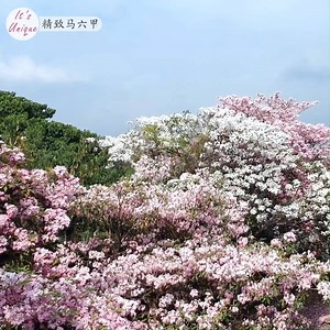 121K views · 2.5K reactions | 2019 马六甲“樱花” 風鈴木花季 2019 Melaka Sakura  Blossom Pink & White Tabebuia rosea Adly Zahari #adlyzahari #melakasakura #itsunique #精致马六甲 #newmelaka #MusimBunga #Melaka #visitmelaka2019 #malacca #tourismelaka #TECOMA | It's Unique · 精致馬六甲· | Facebook