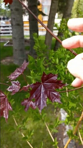 Beautiful Red Maple Leaf of Canada