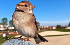 Rescued Wild Sparrow Refuses to Leave the Compassionate People Who Saved Her