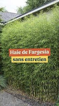 The Ideal Non-Invasive Bamboo for a MAINTENANCE-FREE HEDGE: Fargesia robusta Campbell