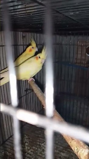 cocktail song cocktail setup ❤️🎶