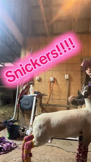 Snickers!! #showsheep #sheep #4h #showsheepoftiktok @Stock Up Supply @Sullivan Supply @weaver livestock