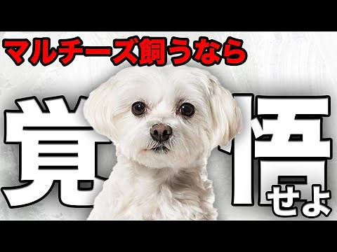 【解説】迎える前に1度見て！マルチーズの魅力や注意点について教えます！