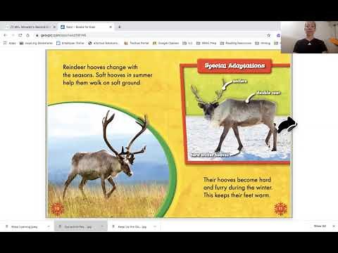 Read Aloud: Reindeer