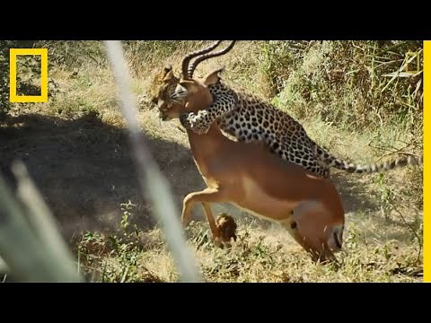 A leopard's impressive attack on an impala in pictures