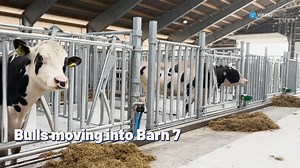 𝗠𝗼𝘃𝗲-𝗶𝗻 𝗱𝗮𝘆 𝗮𝘁 𝗕𝗮𝗿𝗻 𝟳 🤩 🥳 Wednesday and Thursday last week were very special days for the VikingGenetics family, as finally, several of our top bulls moved into Barn 7 - the newest barn at our station in Denmark and the bulls' new home 🎉 Among many things, Barn 7 features: 🐮 𝟰𝟮 𝗯𝘂𝗹𝗹 𝗯𝗼𝘅𝗲𝘀 ❤️ 𝗪𝗲𝗹𝗳𝗮𝗿𝗲 𝗮𝗻𝗱 𝗽𝗹𝗮𝘆 𝗮𝗿𝗲𝗮𝘀 🙌 𝗣𝗹𝗲𝗻𝘁𝘆 𝗼𝗳 𝘀𝗽𝗮𝗰𝗲 𝗳𝗼𝗿 𝗮 𝗯𝗲𝘁𝘁𝗲𝗿 𝗾𝘂𝗮𝗹𝗶𝘁𝘆 𝗼𝗳 𝗹𝗶𝗳𝗲 It's wonderful to see the result of many months of