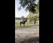 Tag #044 Here a Beautiful 2 year old Molly Mule great for trail rides, will stand tied, great attitude. A Coon Hunters special Has been to LBL and Loretta Lynn's. She will go wherever you send her. Videos included in this post! Consigned for the September 20th Fall Horse Special! | West Tennessee Auction Barn | Facebook