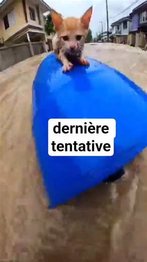 Ce Petit Chaton Luttait Contre l’Eau… Jusqu’à Ce Qu’un Héros Arrive 😿 #chat #chaton #chatmignon