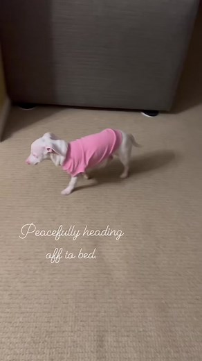 Goodnight Wishes from Piglet, the Pink Puppy