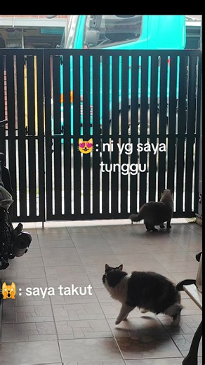 Mika dan Lori Sampah: Reaksi Kucing Siamese Lucu