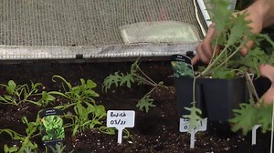 16K views · 64 reactions | Tips for getting your vegetable garden started for spring. | Global BC | Facebook