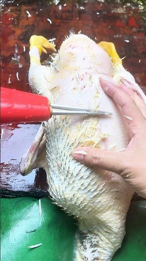 Electric chicken/duck plucker: Fast, Easy, and Clean Results!