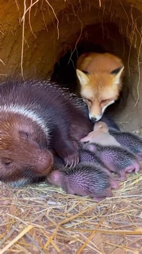 Heartwarming wildlife footage captures the moment a mother Red Fox carefully enters a porcupine's den to retrieve her lost kit. The two mothers share a rare moment of peace as the fox gently carries her baby away without any conflict. This unique interaction highlights the unexpected harmony found in nature. #animals #fox #nature #rescue | Paul Vu Tv