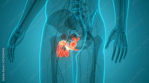 Male Reproductive System Anatomy Animation Concept