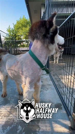 This bobblehead of a husky broke the internet the day he arrived. Matted so severely that animal control had to shave him to give him relief. Sick. Scared. Out of options. 500 days later… he is still stealing the show. He is older. He is cranky. He is bossy. But he loves his people with everything he has left. His eyes and ears do not work so well anymore but his heart absolutely does. Suru deserves a soft place to land. A couch. A person who gets him. Someone who loves his quirks, sees his stru