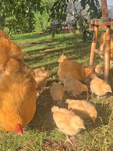 Joyful Communal Foraging of Backyard Chickens