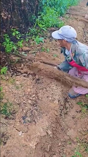 Being grown in buried plastic troughs to force horizontal growth