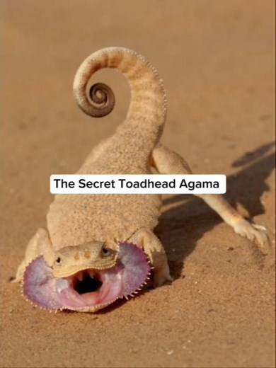 The Secret Toadhead Agama