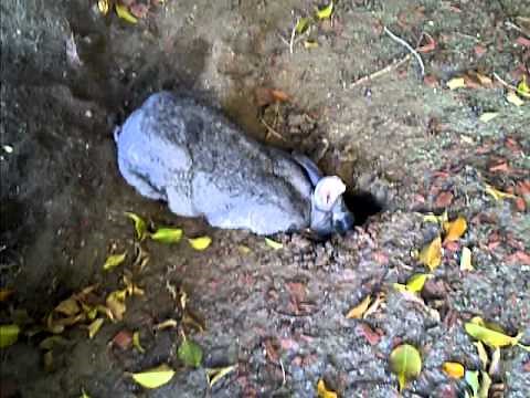 rabbit making a burrow