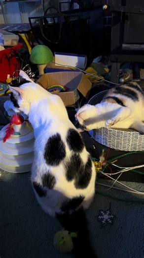 Priscilla's Cardboard Chaos and Elvis's Chill Vibes