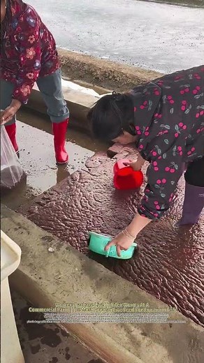 Live Tubifex Worms Bagging For Fish Feed