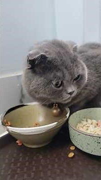 Nguồn gốc của mèo Anh lông ngắn #cat