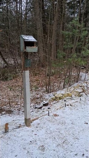 Blue Jay calls with Squirrels of course