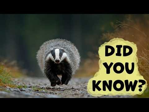 Most People Don't Know These Facts About the European Badger!