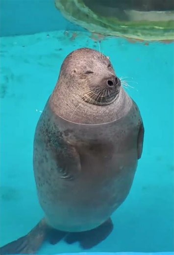 Boo Boo's Secret Posture Practice: Round Belly, Straight Back, Small Eyes