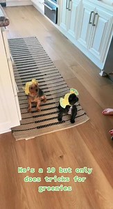 Had to buy cat hats for their tiny heads 😻🤪 #fypシ #fyp #idek