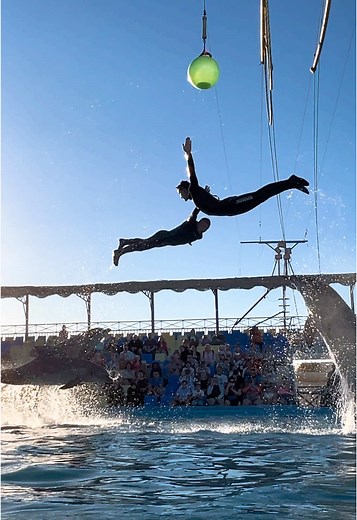 @DolphinMagic على TikTok