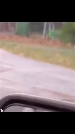 Funny Animal Videos That Will Make You Laugh