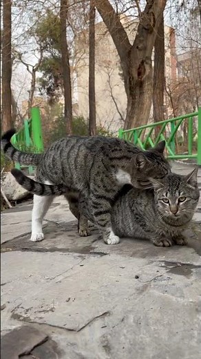 Cats force mating