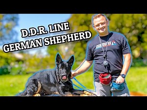 Training Working Line DDR German Shepherd - Day 1