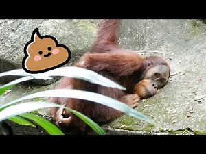 たくさんうんちするオランウータン/ Orangutan pooping a lot