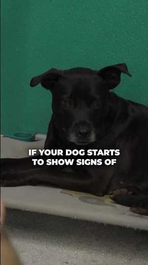 Teaching/Reinforcing Male Reactive Dogs: Step By Step For Pet Parents (1/2) #dogtraining #dogshorts