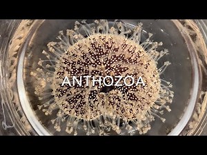 Cnidaria, Anthozoa