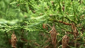 Bagworms have been seen in astounding numbers in Topeka area. Here's how to control them.