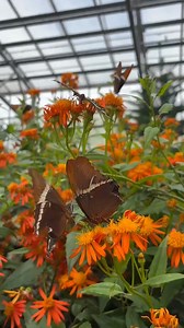 58K views · 15 reactions | Experience butterfly magic and all the creatures of the rainforest 365 days a year! 曆年者 Butterfly Wonderland is indoor and open daily from 9AM - 5PM! | Butterfly Wonderland | Facebook