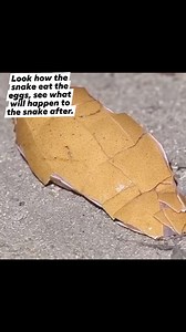 Look how the snake eat the eggs. And see what happen to snake after eating the eggs. #adsonreels2024 #bonusesmonetization #everyonehighlights #adsonreels #fypviralシ #viralvideoシ #reelschallenge #theachieversfamily #everyonefollowers #SubscribeNow | Mahal Na Hari
